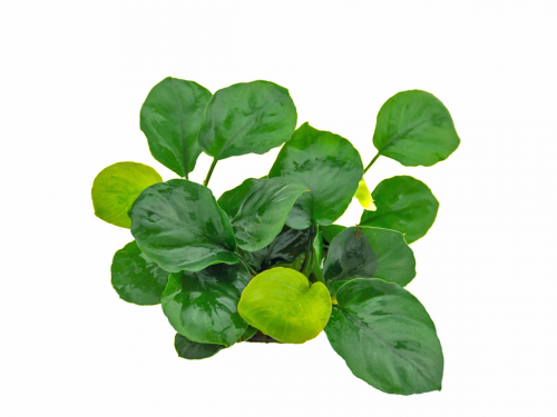 Anubias bateri sp coin leaf - rundblättriges Speerblatt